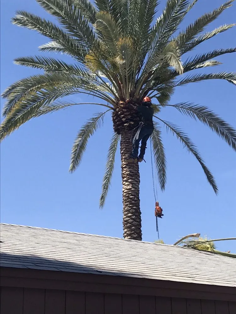 Expert yard cleanup service in Phoenix, AZ by The Mud And Above Landscaping