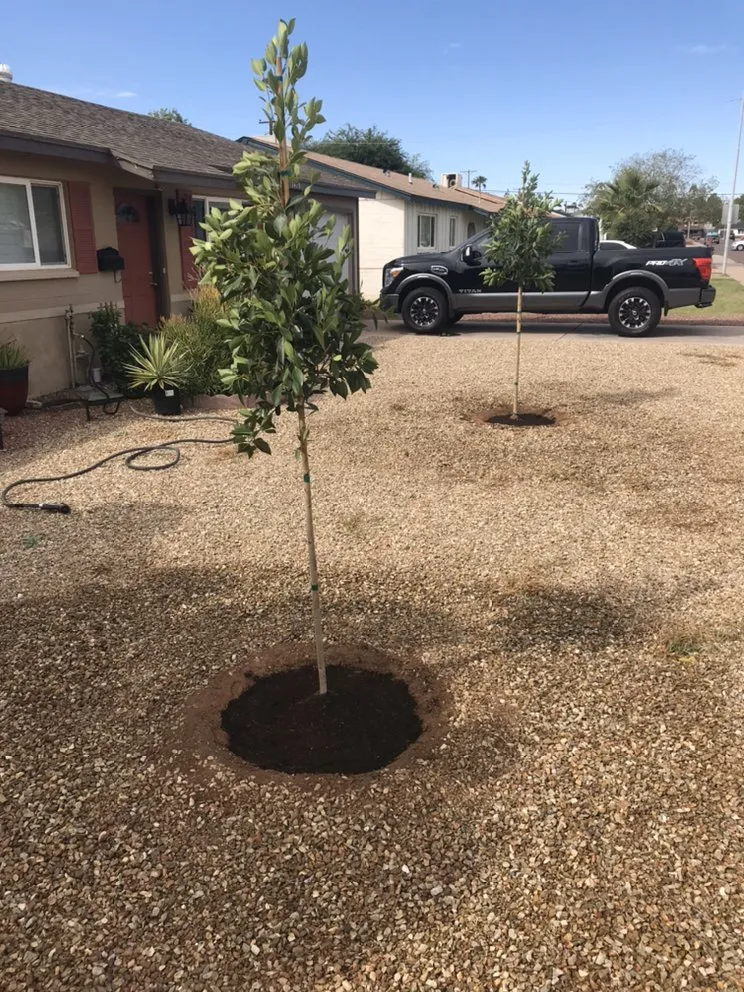 Expert lawn mowing service experts serving Phoenix, AZ - The Mud And Above Landscaping