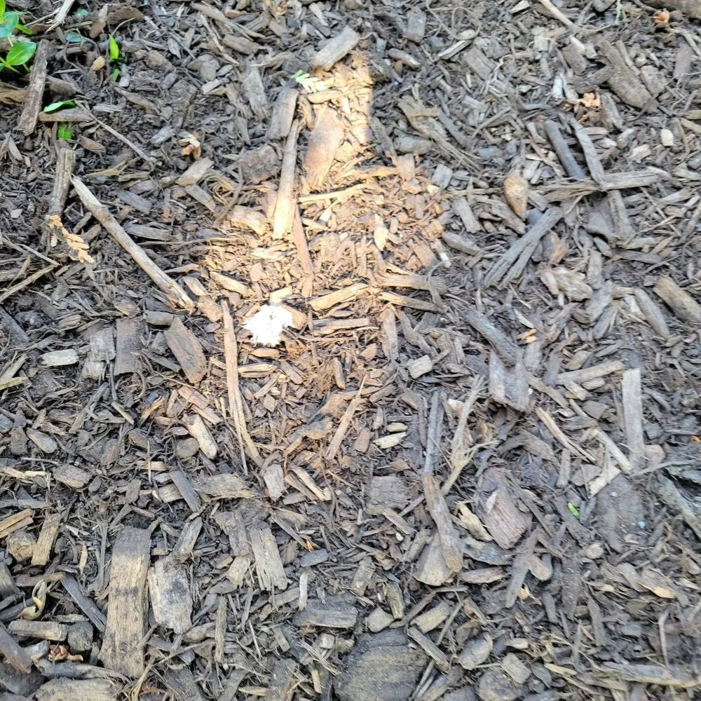 Professional yard maintenance for year-round maintenance in Lake Bluff, IL by The Mulch Center