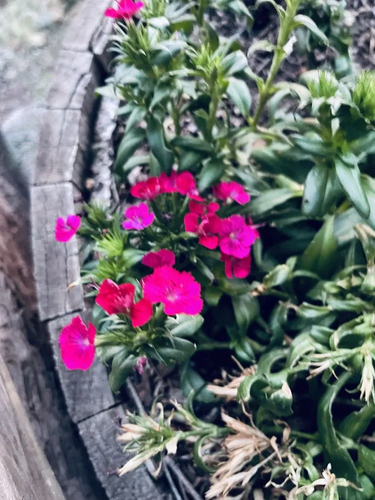 Local landscape installation experts serving Prescott, AZ - The Native Garden