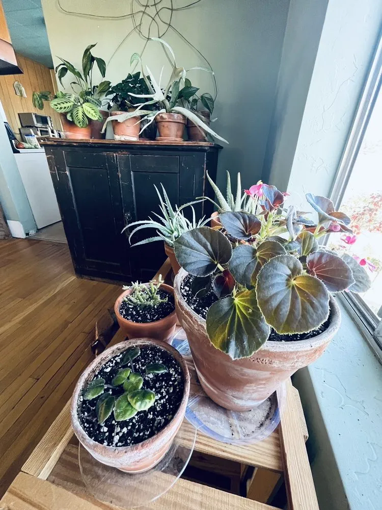 Custom yard cleanup service with custom design in Prescott, AZ by The Native Garden