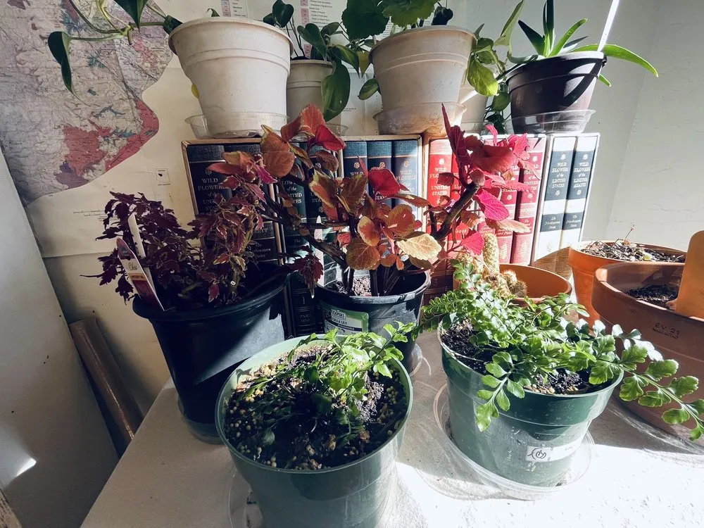 Professional landscape design for beautiful yards in Prescott, AZ by The Native Garden