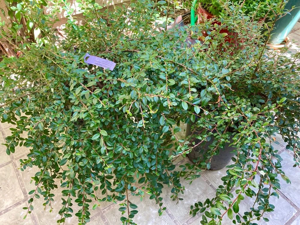 Expert yard maintenance in Prescott, AZ by The Native Garden