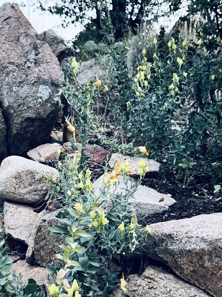 Trusted lawn care service experts serving Prescott, AZ - The Native Garden