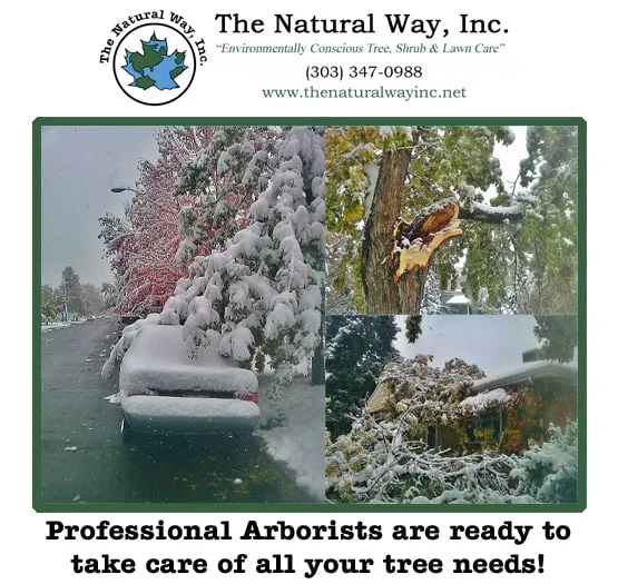 Top-rated yard maintenance for residential properties across Englewood, CO - The Natural Way