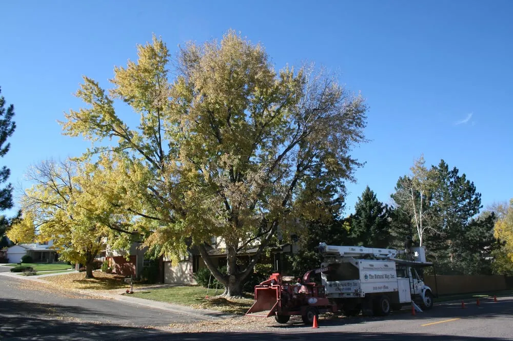 Top-rated lawn care service with custom design across Englewood, CO - The Natural Way