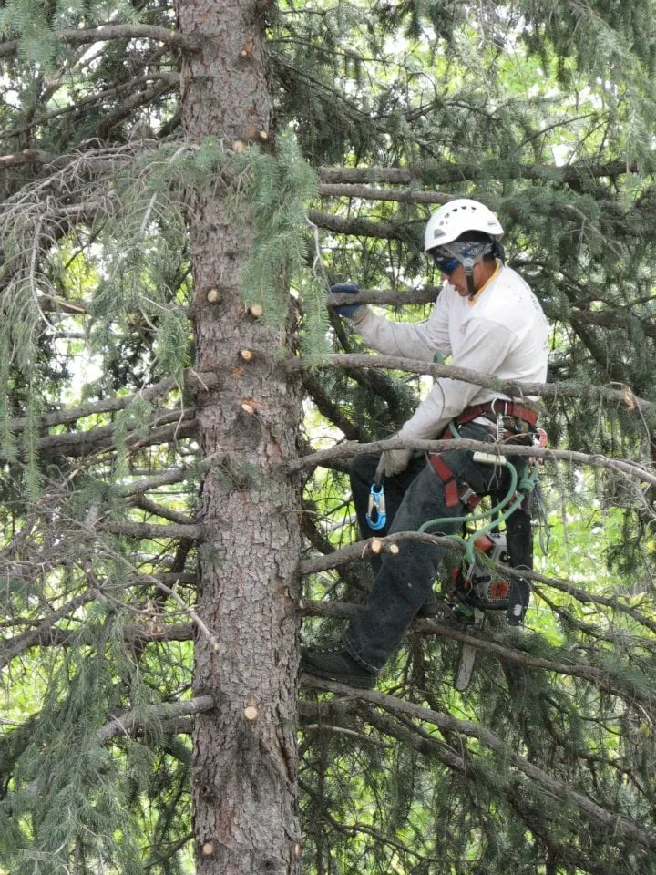 Trusted landscaping services in Englewood, CO - The Natural Way