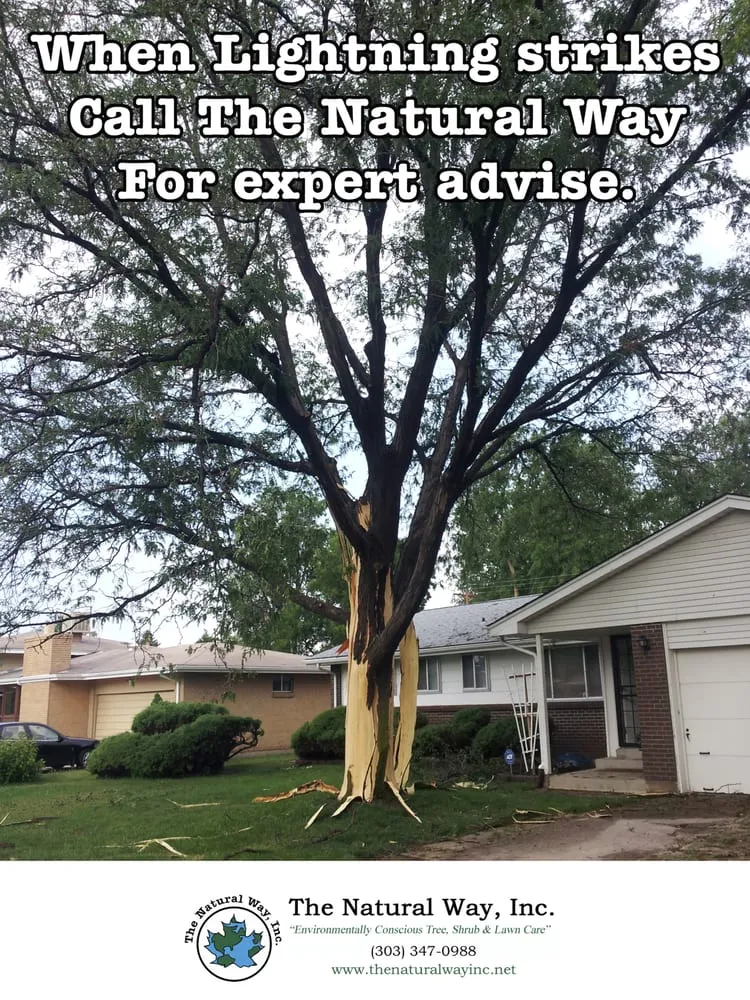 Trusted yard cleanup service experts serving Englewood, CO - The Natural Way