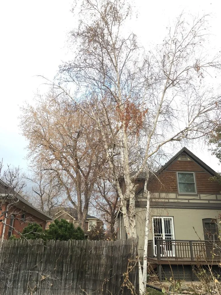 Local lawn mowing service in Englewood, CO - The Natural Way