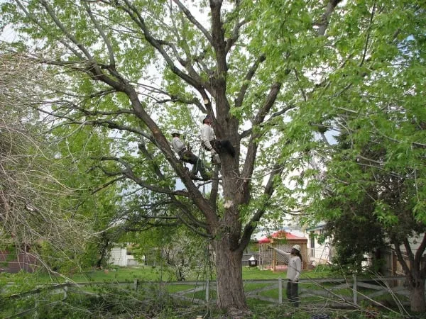 Top-rated lawn mowing service experts serving Englewood, CO - The Natural Way