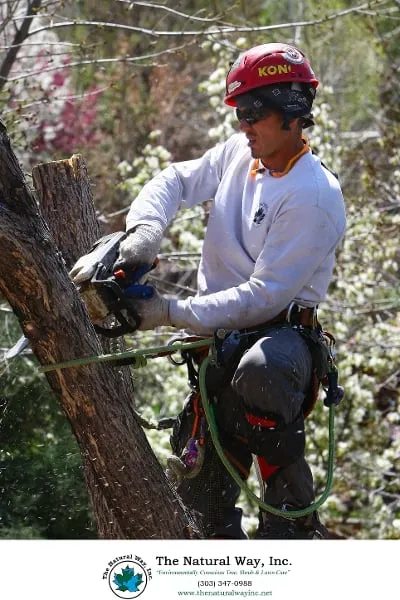 Professional landscape design for year-round maintenance in Englewood, CO by The Natural Way