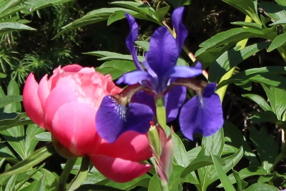 Affordable yard maintenance in Islip Terrace, NY by The Natural Way Organic Landscaping