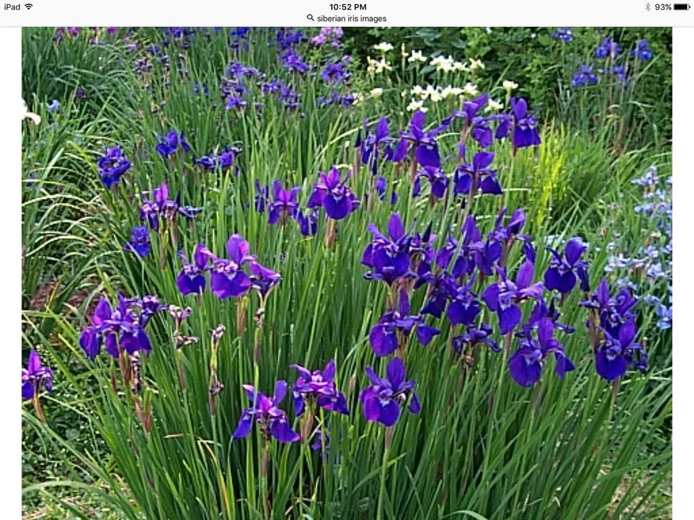 Top-rated yard maintenance in Islip Terrace, NY by The Natural Way Organic Landscaping