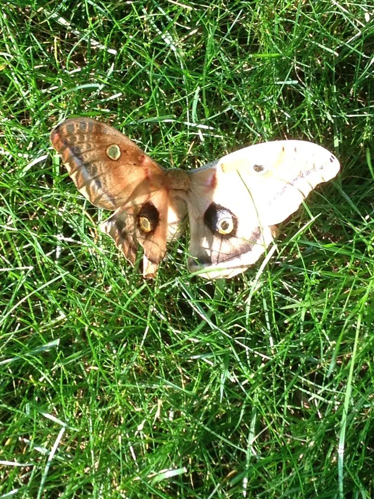 Local landscape design experts serving Islip Terrace, NY - The Natural Way Organic Landscaping