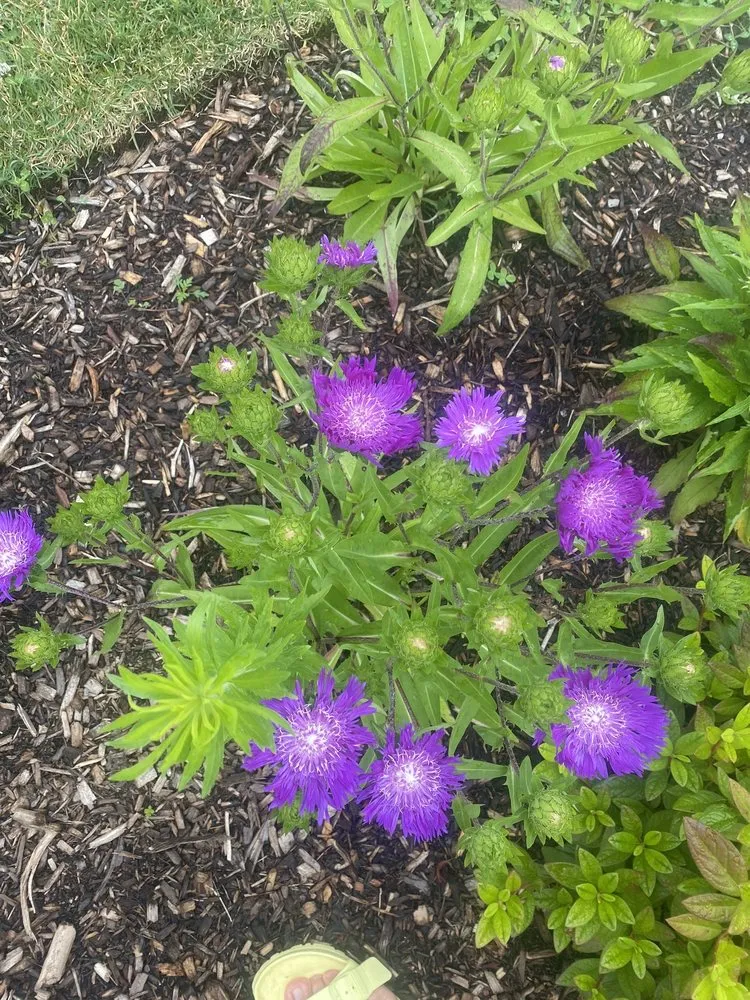 Professional landscape installation experts serving Islip Terrace, NY - The Natural Way Organic Landscaping