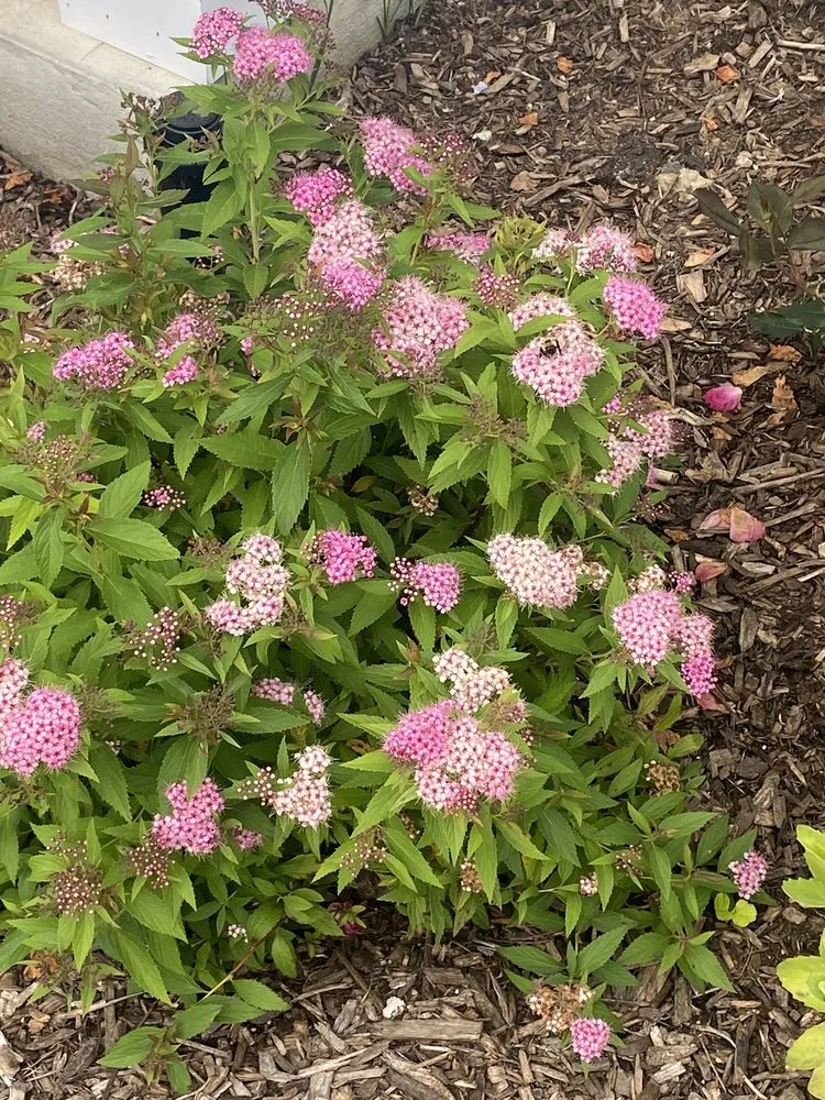 Affordable landscape design in Islip Terrace, NY by The Natural Way Organic Landscaping