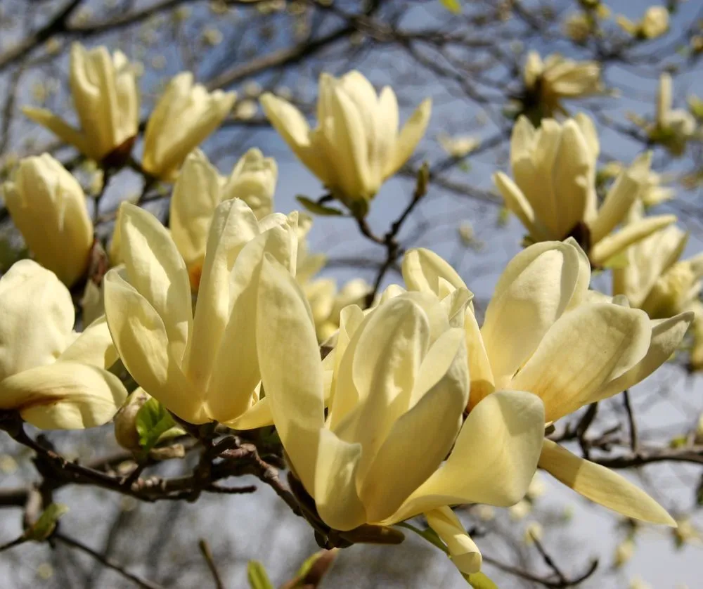 Top-rated yard maintenance experts serving Islip Terrace, NY - The Natural Way Organic Landscaping