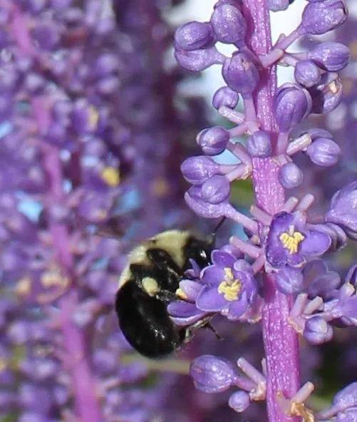 Local landscape installation for beautiful yards across Islip Terrace, NY - The Natural Way Organic Landscaping