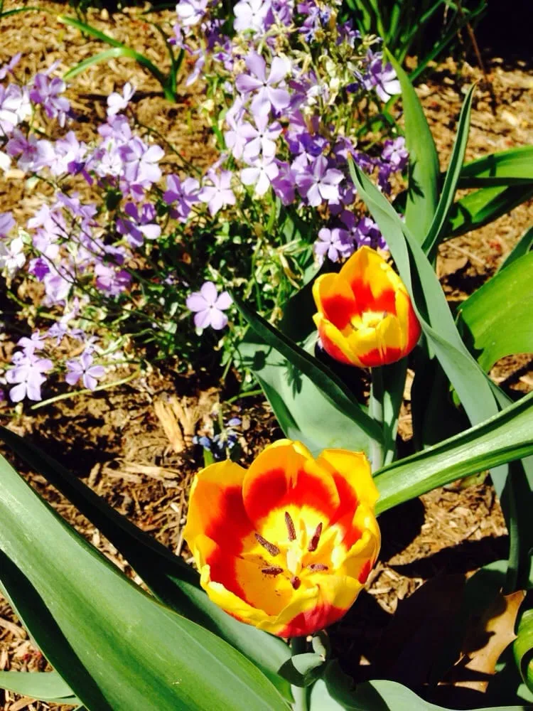 Local landscape design experts serving Islip Terrace, NY - The Natural Way Organic Landscaping