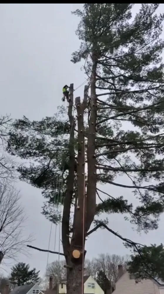 Affordable landscaping services for outdoor upgrades across Manchester, CT - The Nature Professionals