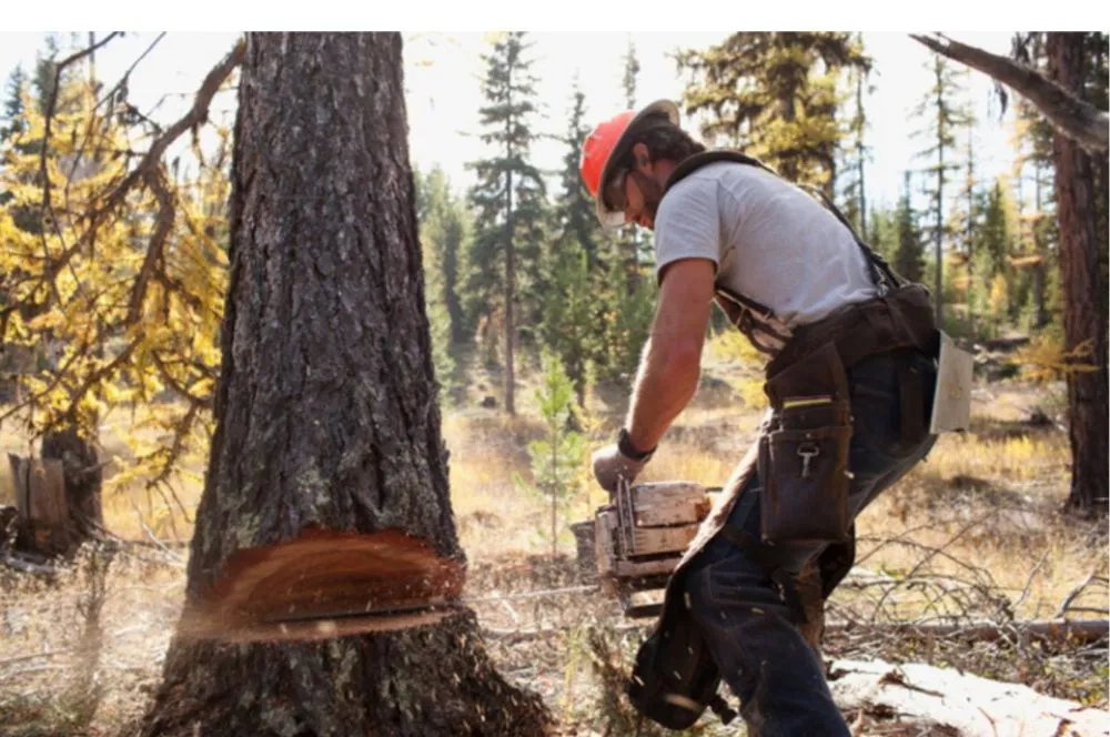 Affordable lawn care service experts serving Manchester, CT - The Nature Professionals