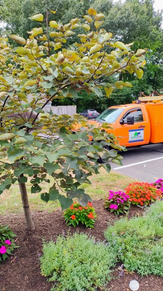 Local landscape installation in Manchester, CT by The Nature Professionals