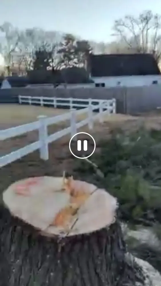 Affordable landscape design in Manchester, CT - The Nature Professionals