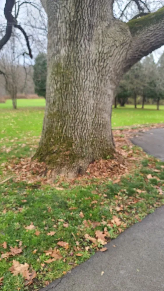 Reliable landscaping services in Jordan, NY by The Next Generation Yard And Tree Service