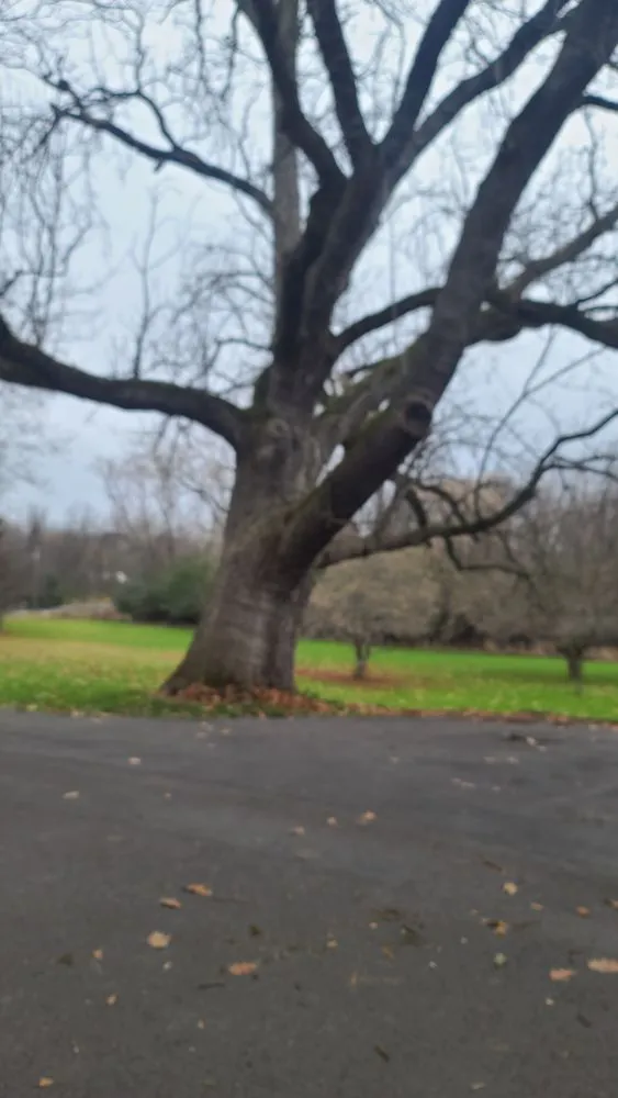 Reliable yard cleanup service experts serving Jordan, NY - The Next Generation Yard And Tree Service