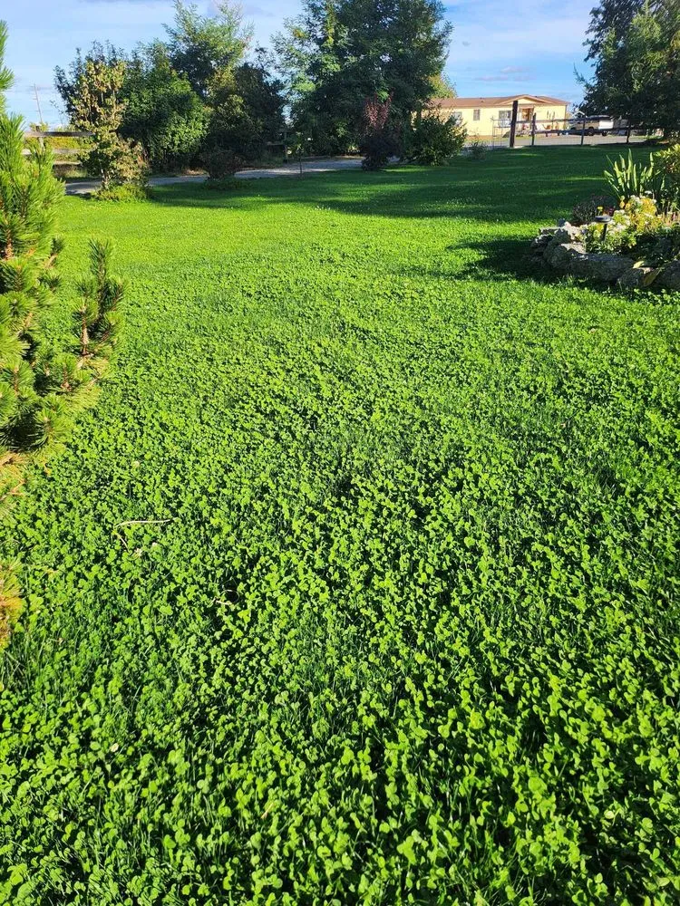 Reliable yard cleanup service in Yelm, WA - The Northwest Groundsman Guys & Landscapes