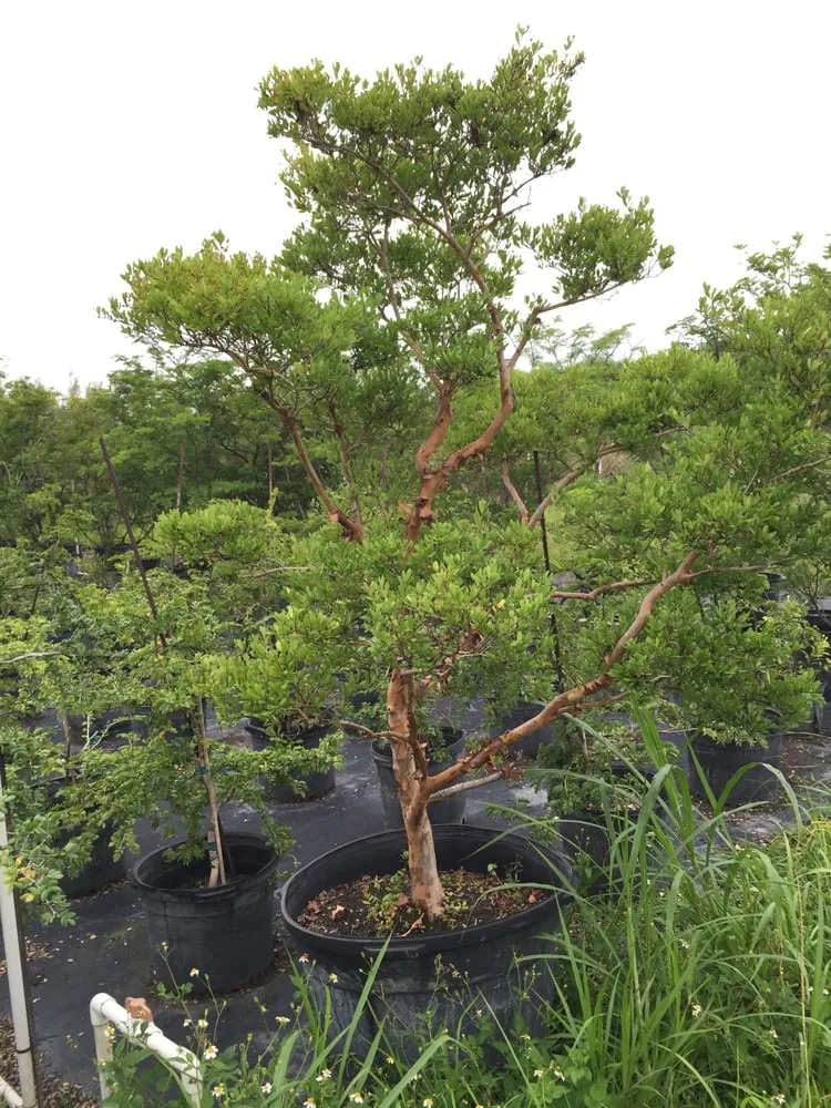 Expert outdoor landscaping for homes in Miami, FL by The Nursery & Pond Company