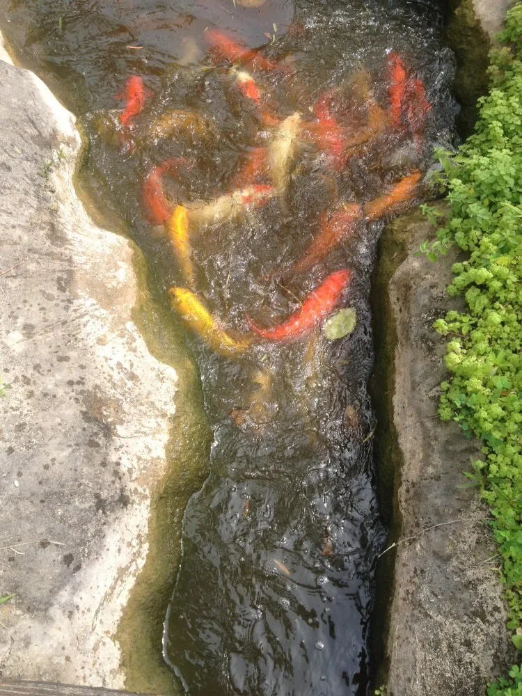 Local outdoor landscaping in Miami, FL - The Nursery & Pond Company