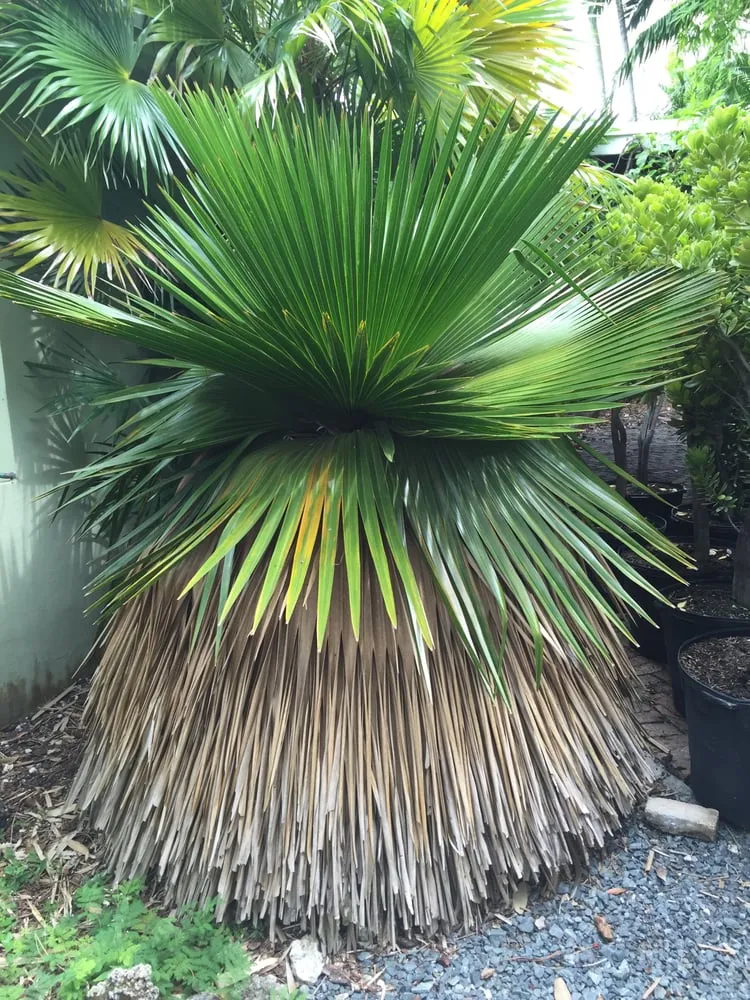 Reliable garden landscaping in Miami, FL by The Nursery & Pond Company