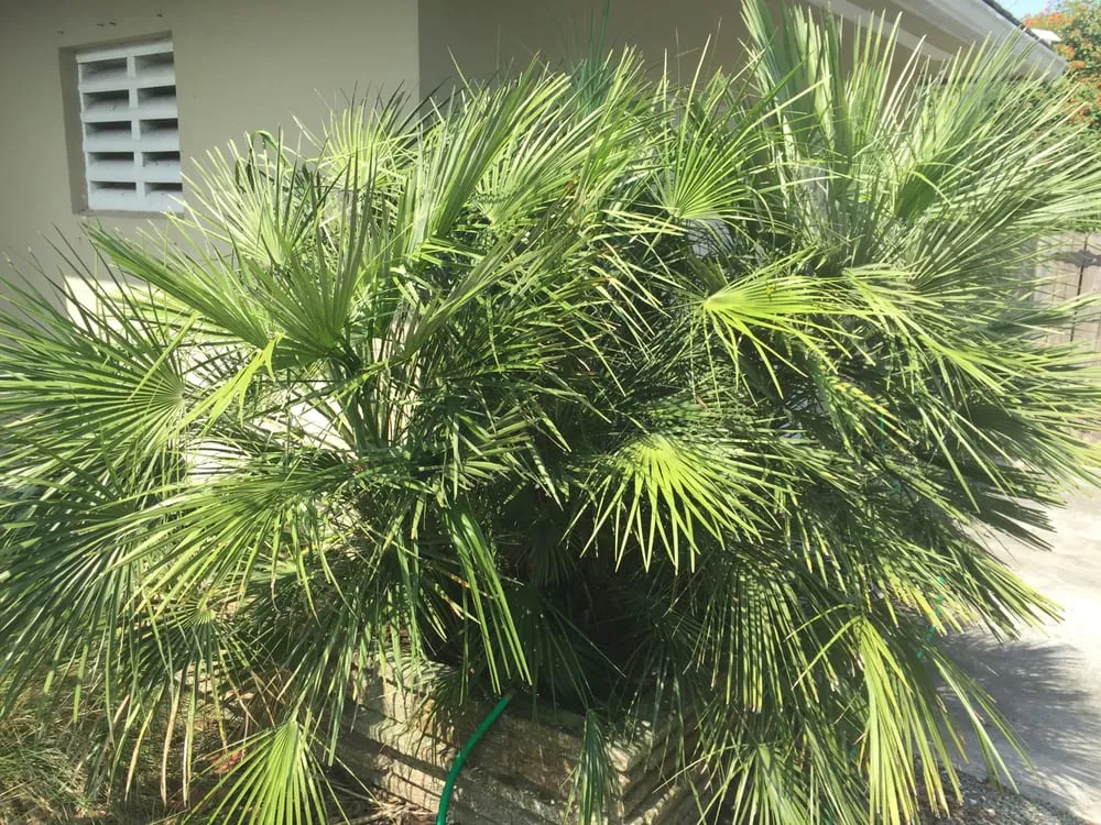 Professional landscape installation near you in Miami, FL by The Nursery & Pond Company