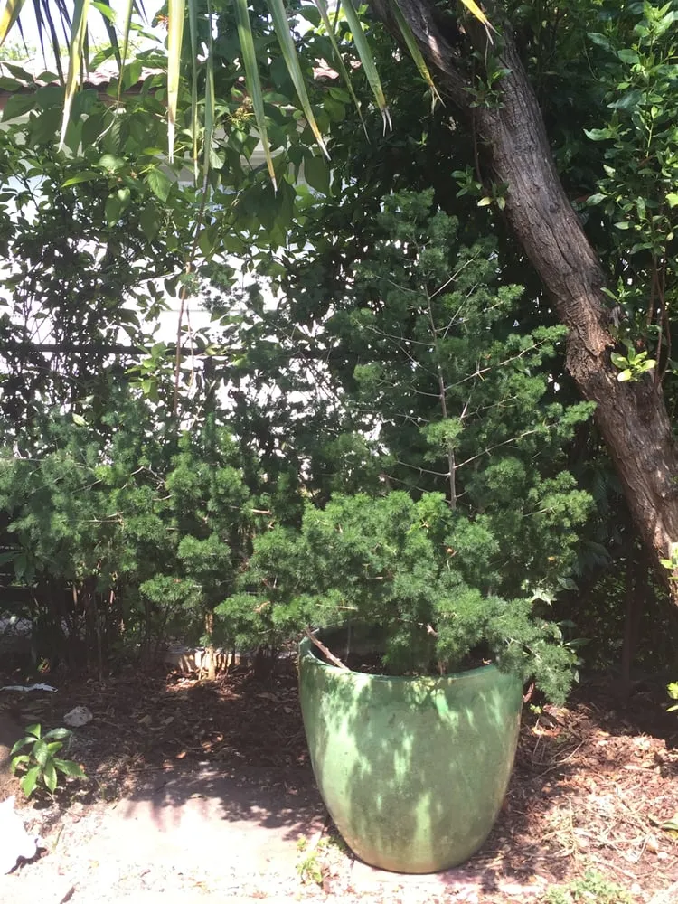 Reliable lawn care service experts serving Miami, FL - The Nursery & Pond Company