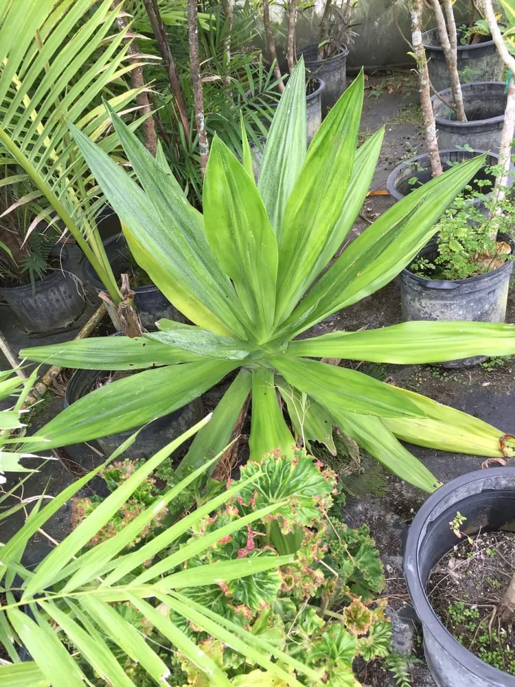 Top-rated garden landscaping for residential properties across Miami, FL - The Nursery & Pond Company