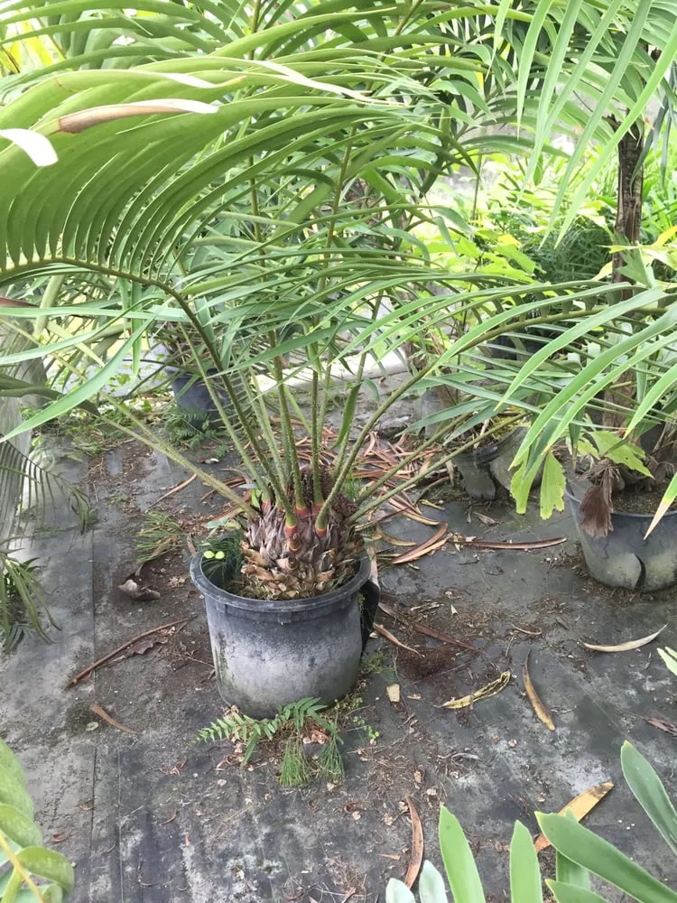 Custom outdoor landscaping for residential properties across Miami, FL - The Nursery & Pond Company