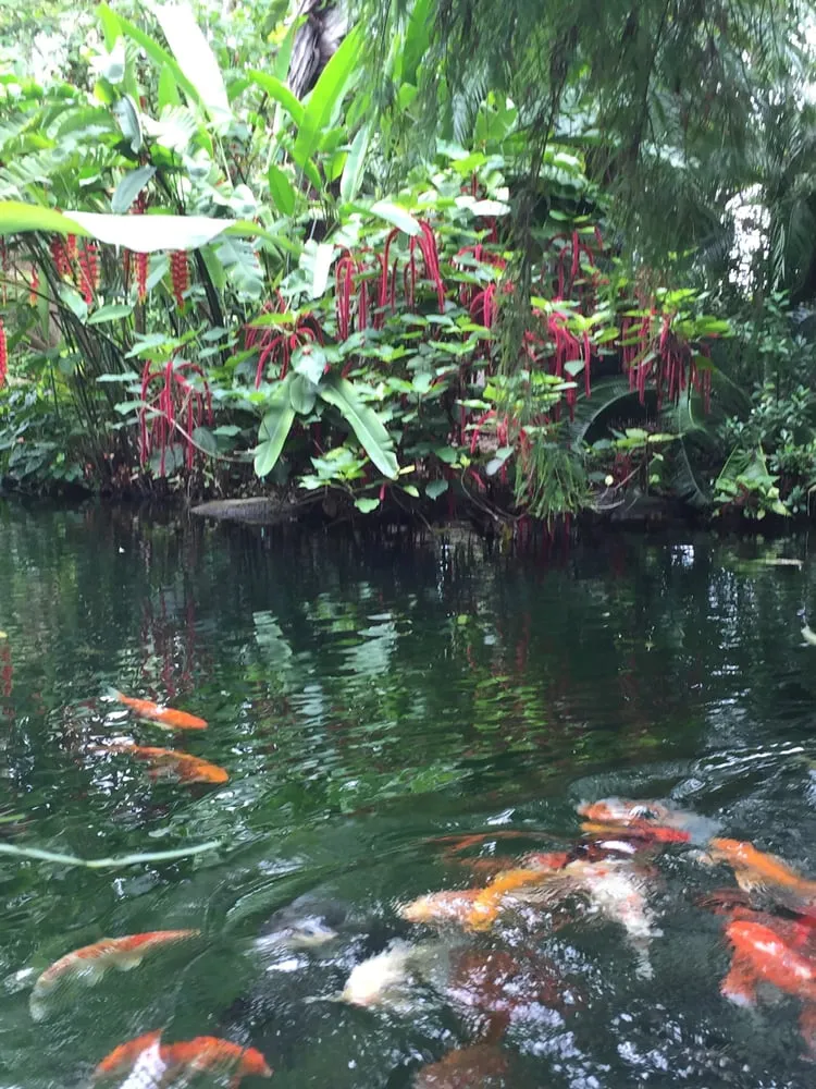 Custom yard maintenance in Miami, FL by The Nursery & Pond Company