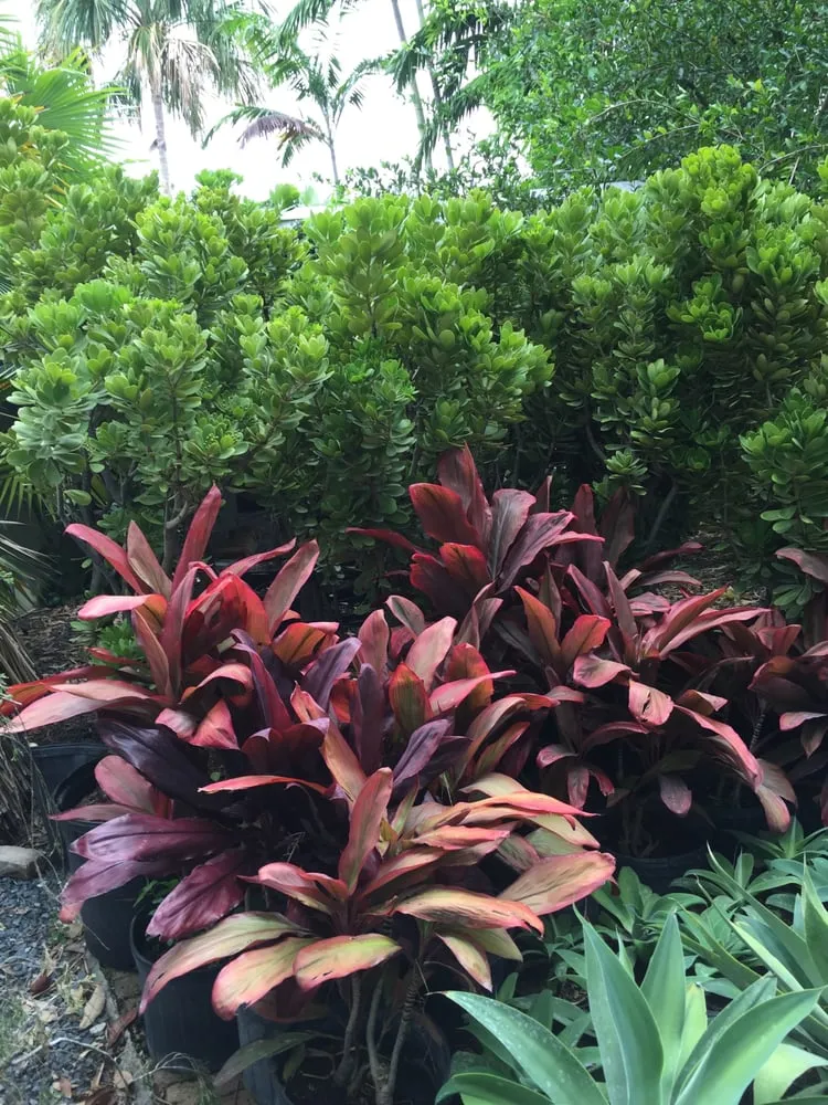 Affordable lawn care service in Miami, FL - The Nursery & Pond Company