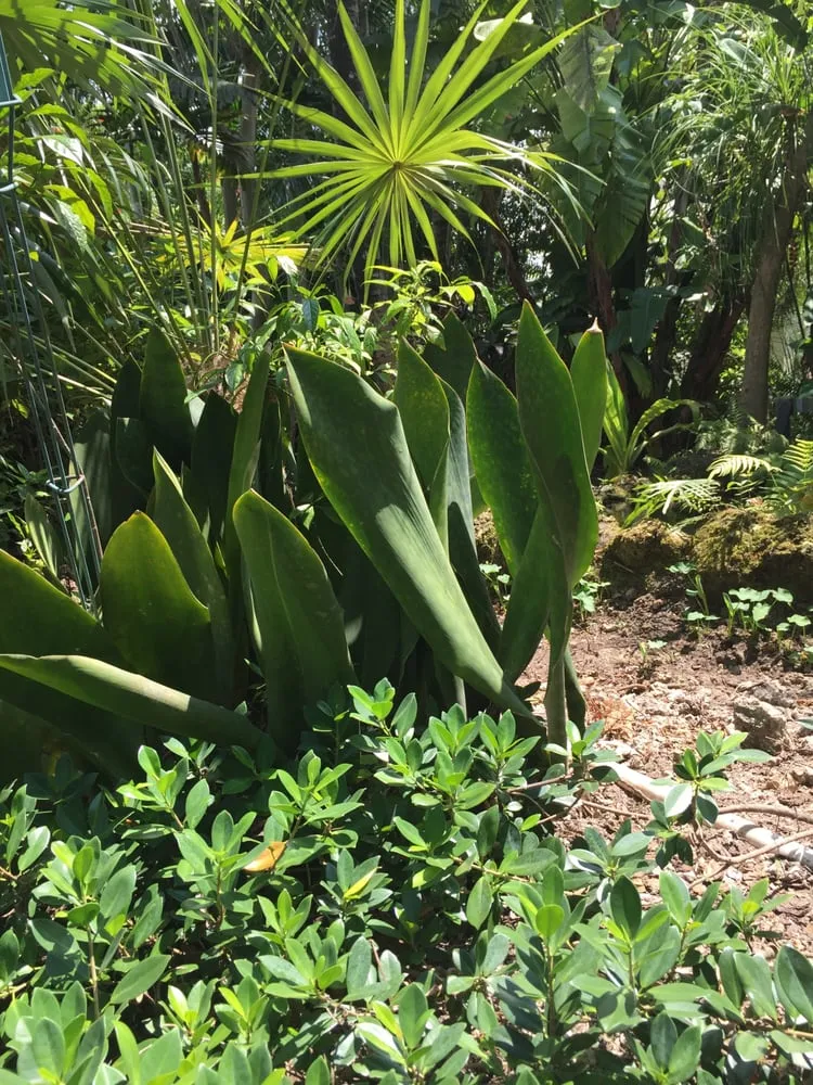 Trusted landscape design in Miami, FL - The Nursery & Pond Company