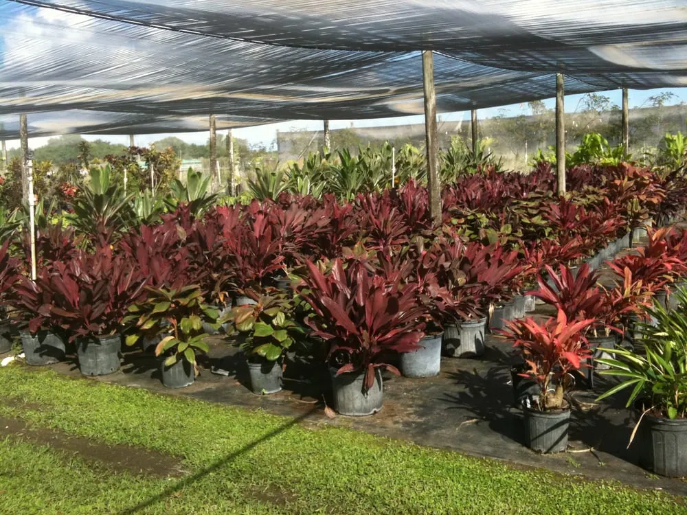 Local yard cleanup service for residential properties across Miami, FL - The Nursery & Pond Company