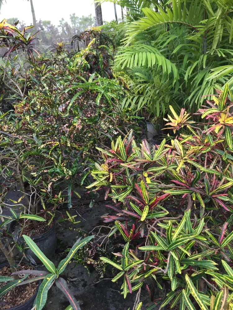 Local residential landscaping in Miami, FL by The Nursery & Pond Company