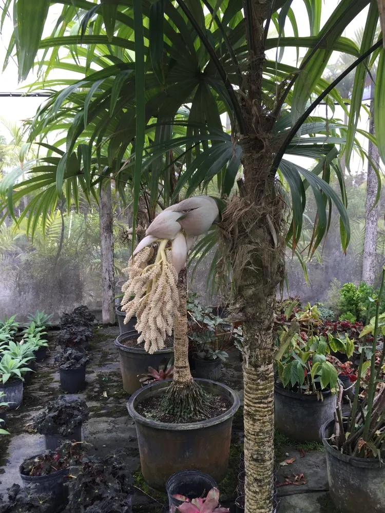 Custom lawn care service in Miami, FL by The Nursery & Pond Company