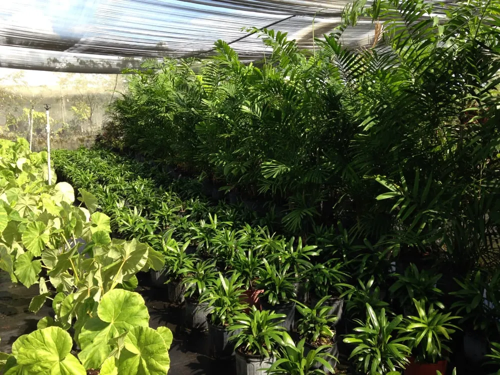 Expert lawn care service experts serving Miami, FL - The Nursery & Pond Company