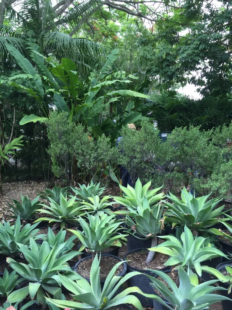 Local residential landscaping near you in Miami, FL by The Nursery & Pond Company