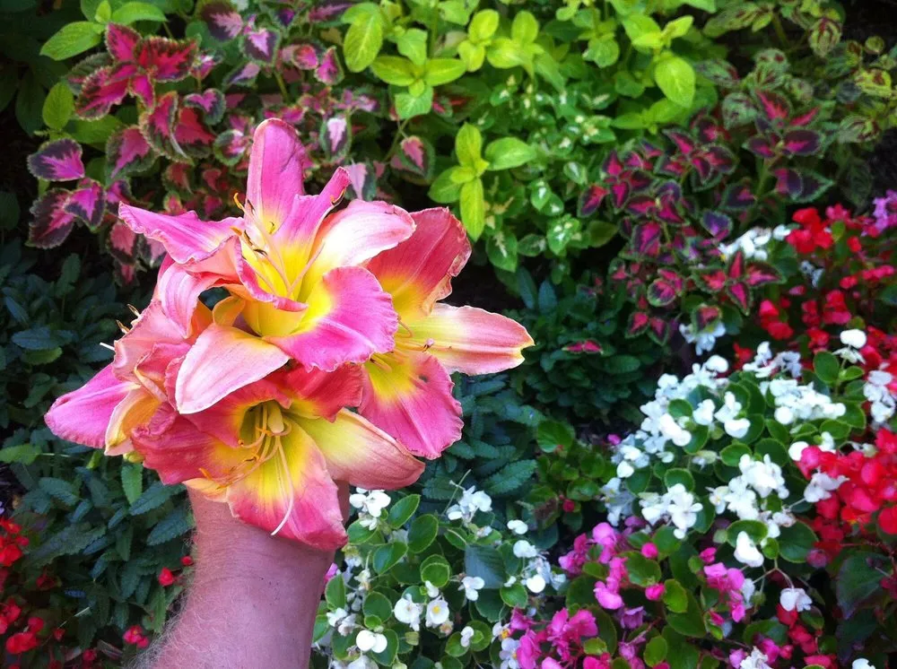 Affordable lawn care service experts serving Naperville, IL - The Oak Grove Gardeners