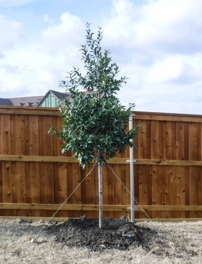 Top-rated lawn mowing service experts serving Houston, TX - The One Landscaping