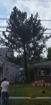 The Original Budget Tree Service Logo