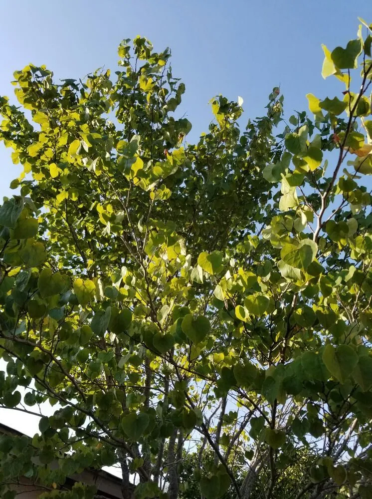 Affordable yard cleanup service in San Antonio, TX - The Other Branch