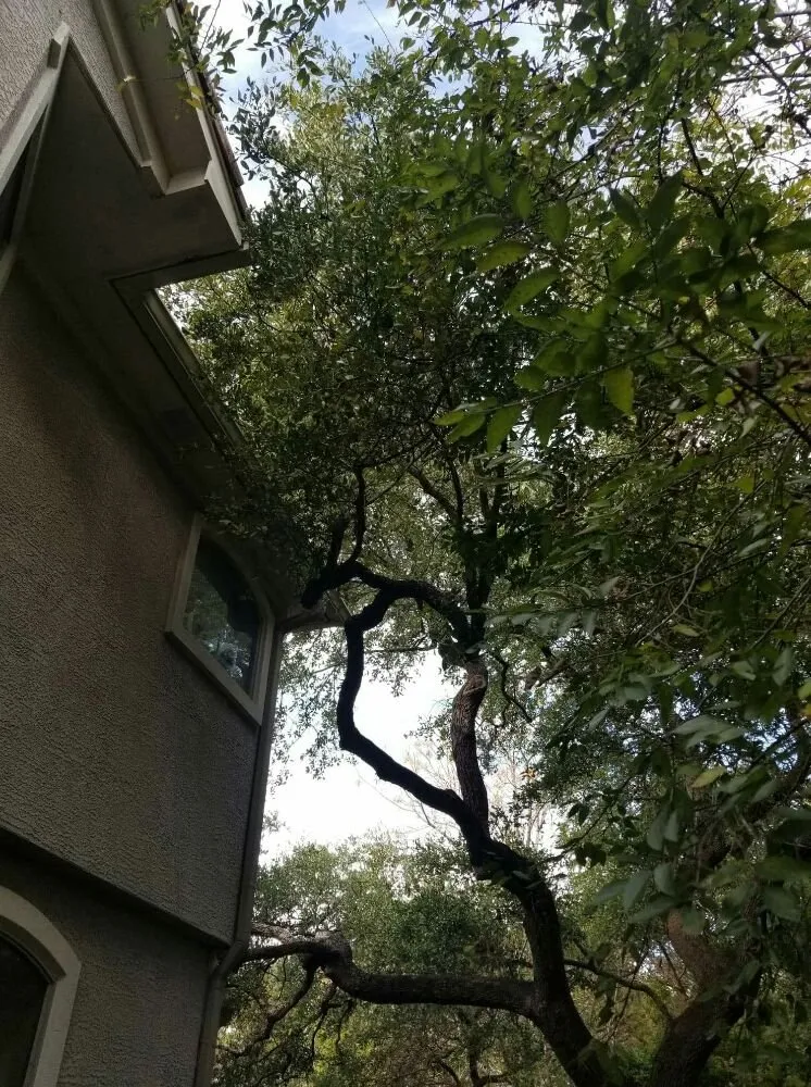 Local lawn mowing service for homes in San Antonio, TX by The Other Branch